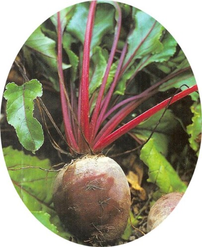 Haute en couleur "La betterave rouge" ...