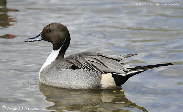 Canard pilet