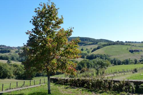 Automne :