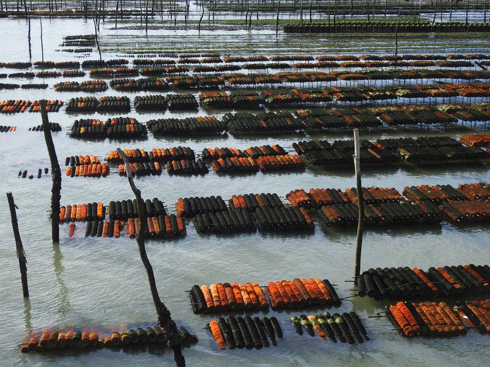 Lorsque les parcs à huîtres prennent des couleurs d'automne...