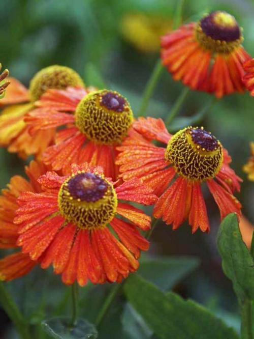 Fleurs cultivées : Hélénie