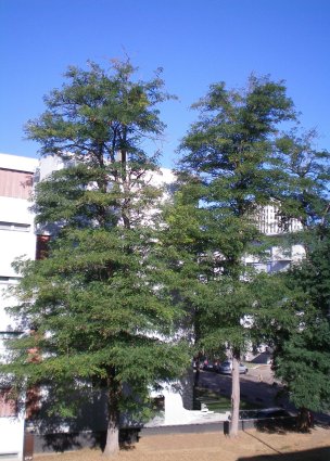 Image15
