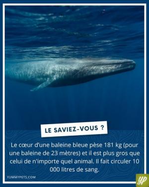 ꧁ღ╭⊱ꕥ   Vous le Saviez ?   2   ꕥ⊱╮ღ꧂ღ
