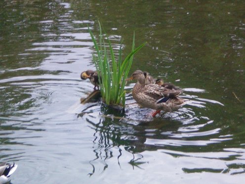 Image52