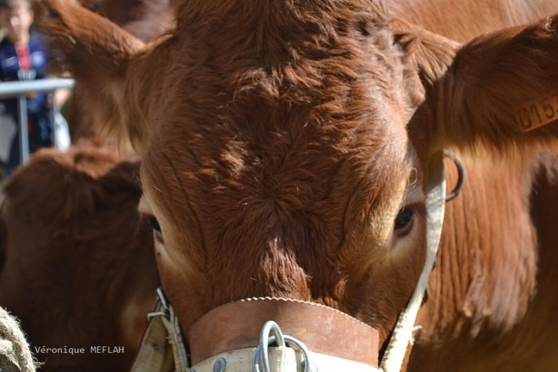 Rambouillet : La Saint Lubin - les 15èmes Comices agricoles : Les éleveurs à l'honneur