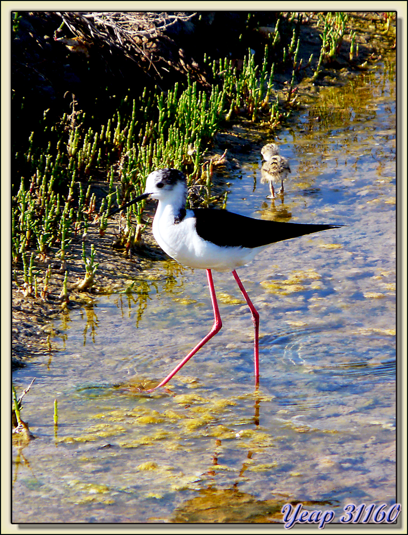 Echasse blanche et son poussin - Ars-en-Ré - Ile de Ré - 17