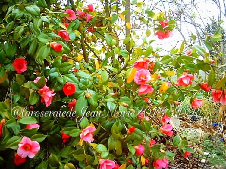 les camélias dans mon jardin,Nom commun masculin : Camélia du Japon Nom  latin : Camellia Japonica - le jardin de jean marie