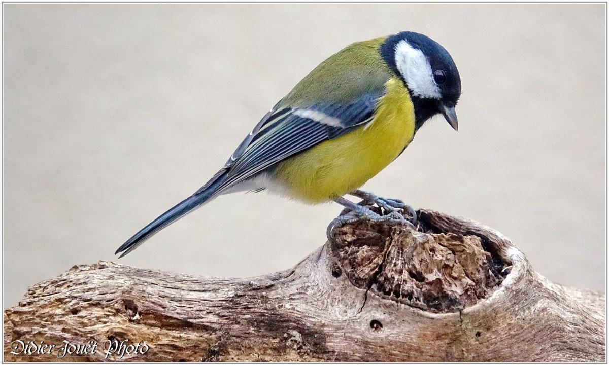 Mésange Charbonnière (Parus major)