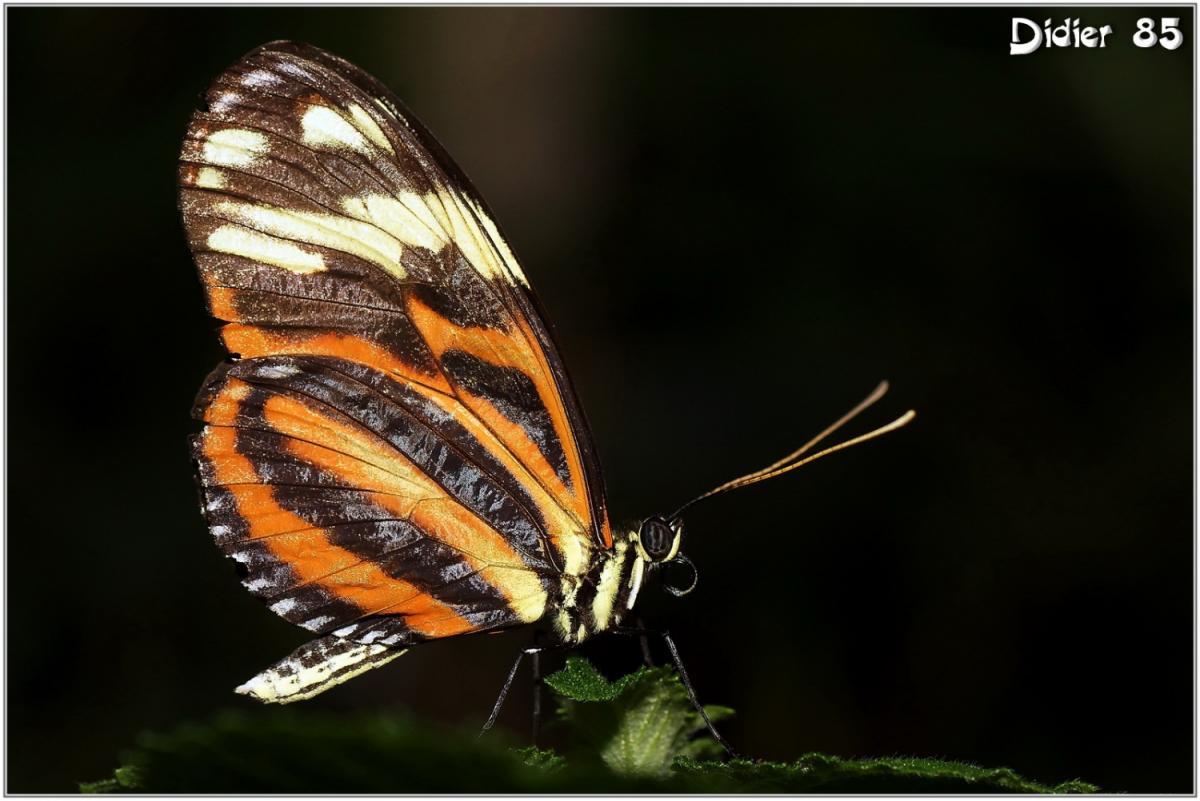 Oeil du Tigre (2) - Heliconius ismenius