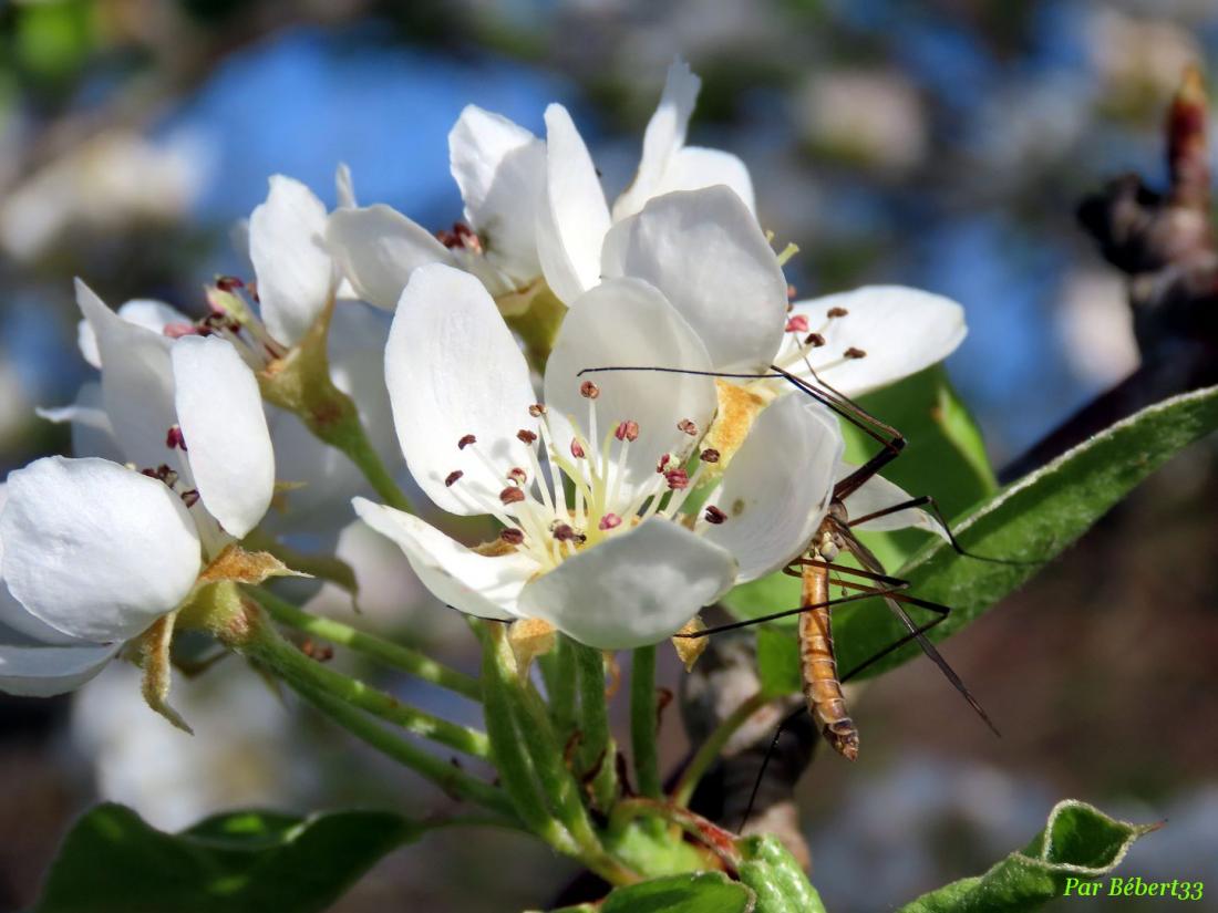 un tipule sur mes fleurs
