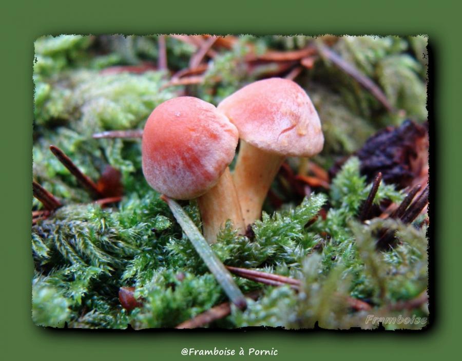 Pornic en automne