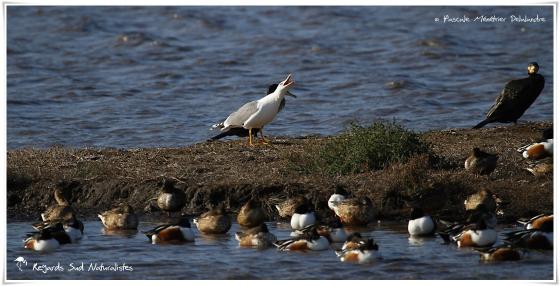 Canards souchet et Sarcelles d'hiver