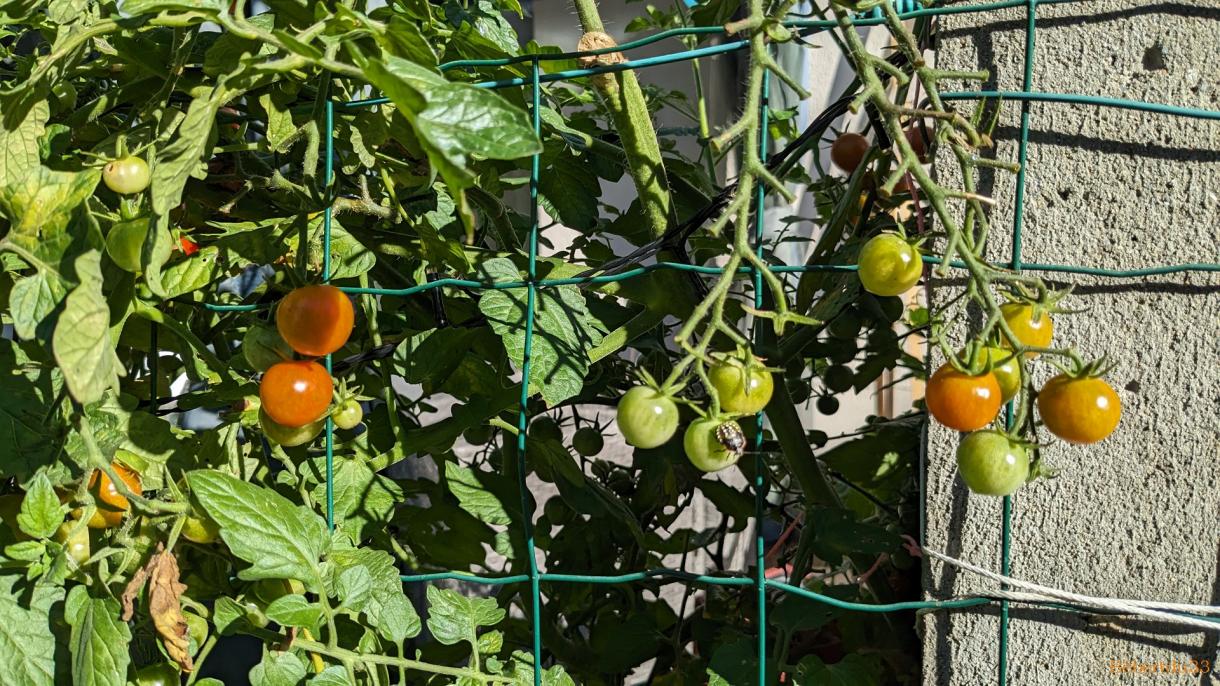 photos plaisir dans le jardin