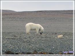 Vers 14 heures, enfin je pars en Zodiac vers l'ours, il n'a pas bougé d'un poil et mange toujours - Creswell Bay - Somerset Island - Nunavut - Canada
