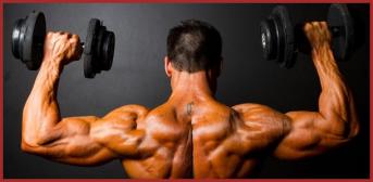 Que Des Muscles.