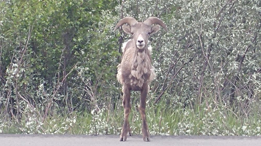 2019 summer vacation: Day twelve - From Edmonton to Jasper