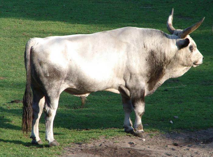 La Hongrie dans l'Europe