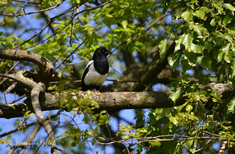 Parc floral de Paris : la pie qui chante