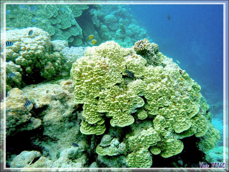 Vue sous-marine : merveilleux coraux - Atoll de Fakarava - Tuamotu - Polynésie française