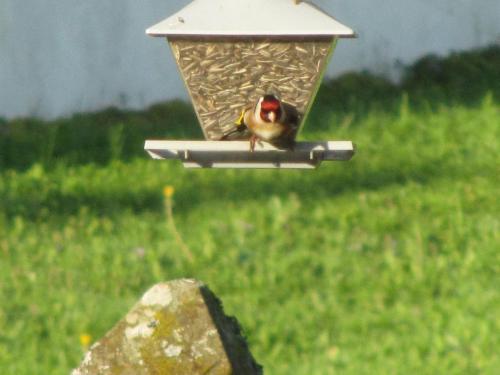 CZECH WILDLIFE | Showreel 2019