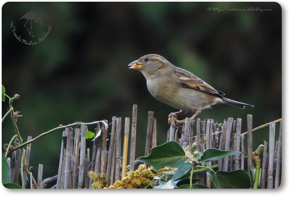 Couple de Passer domesticus- Moineaux domestiques...
