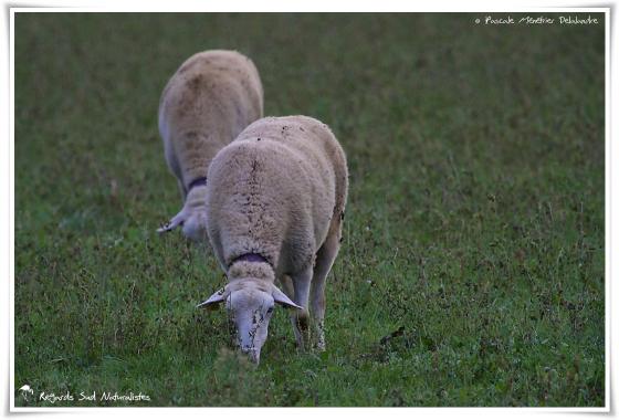Le bonheur est dans le pré pour les Brebis et le Bélier