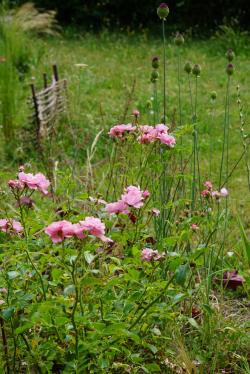 Un jour, une rose : 'Le Rosier des Hauts Clochers'