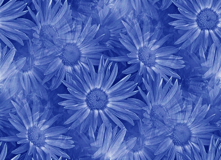 Fleurs - Grands motifs