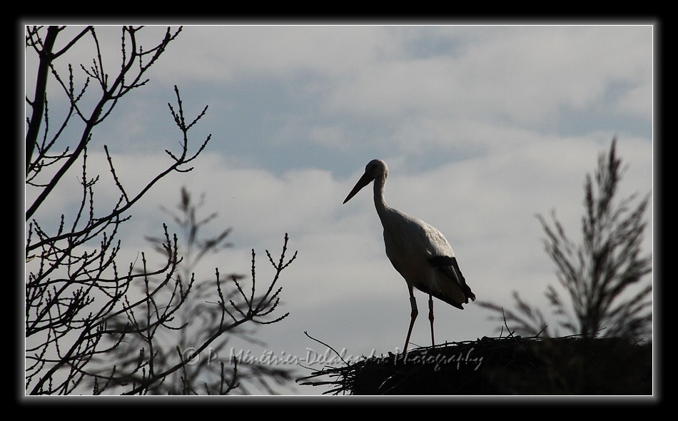 Envol d'une cigogne...