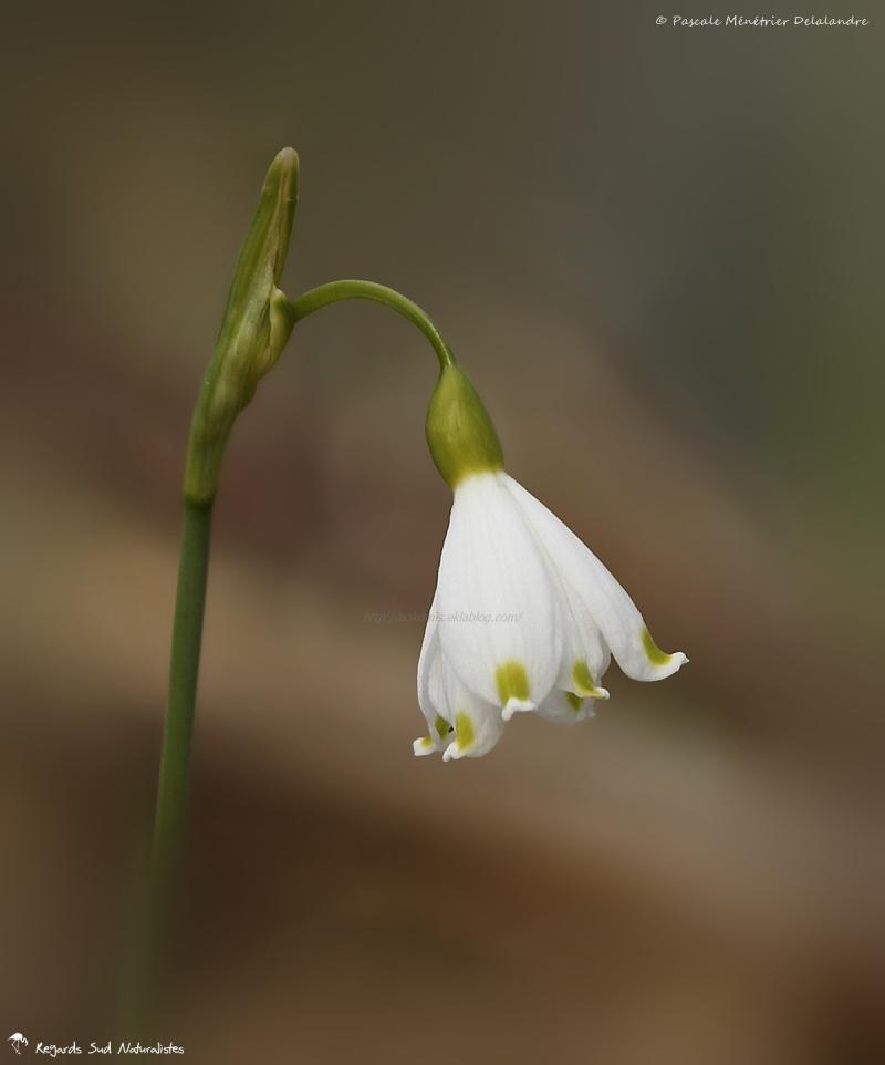 Nivéole d'été  - Leucojum aestivum L.