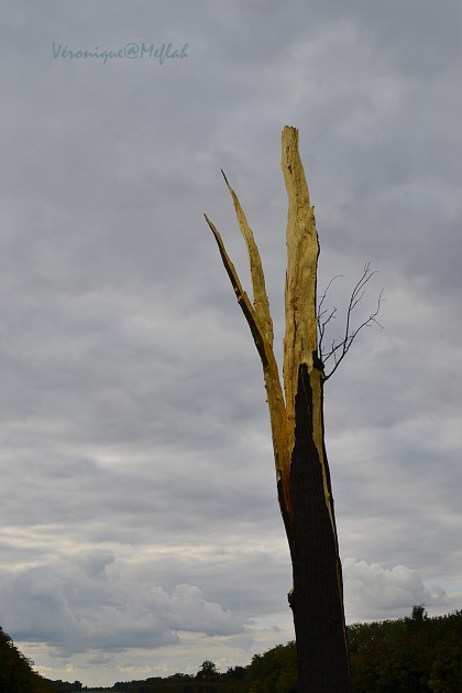 Penone l'arbre foudroyé 2
