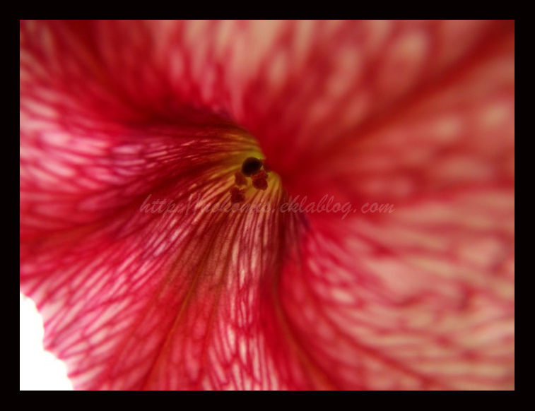 Tranches de vie d'un Australian Shepherd