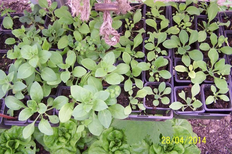 Mes nouveaux pétunias