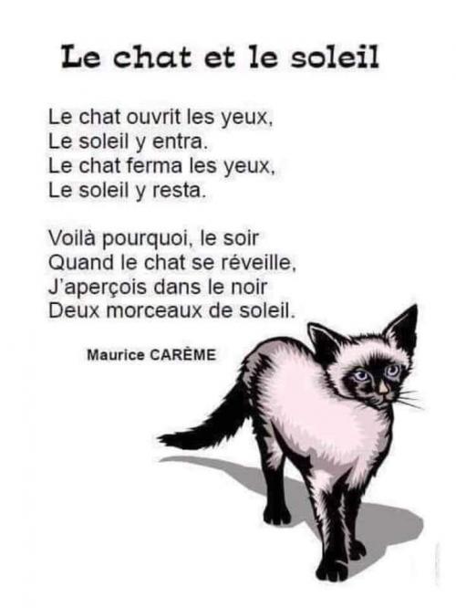 Le chat et le soleil
