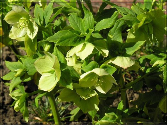 les hellebores ou rose de Noël