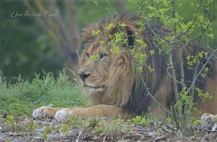 Parc Zoologique de Paris : Néro le lion d'Afrique