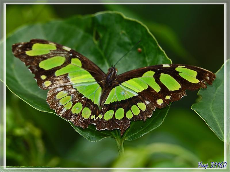 Papillon Malachite (Siproeta stelenes) - Parque das Aves - Foz do Iguaçu - Brésil