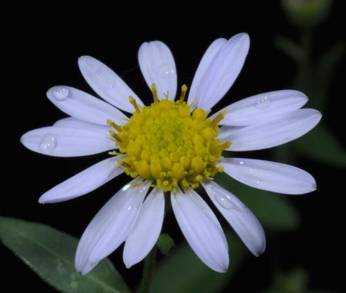 Fleurs cultivées : Kalimeris