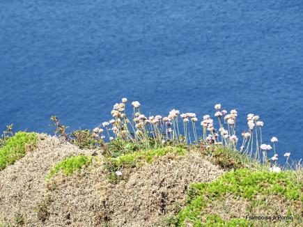 Le cap de la Chèvre - Finistere - Mai 2019
