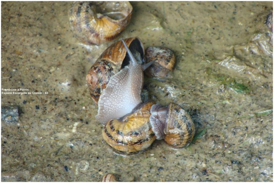 Espace ESCARGOTS au Croisic - 44