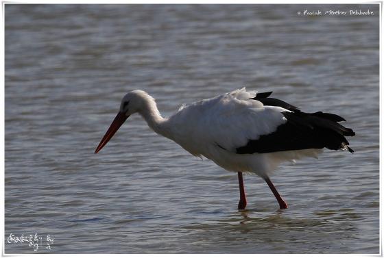 Cigogne blanche 