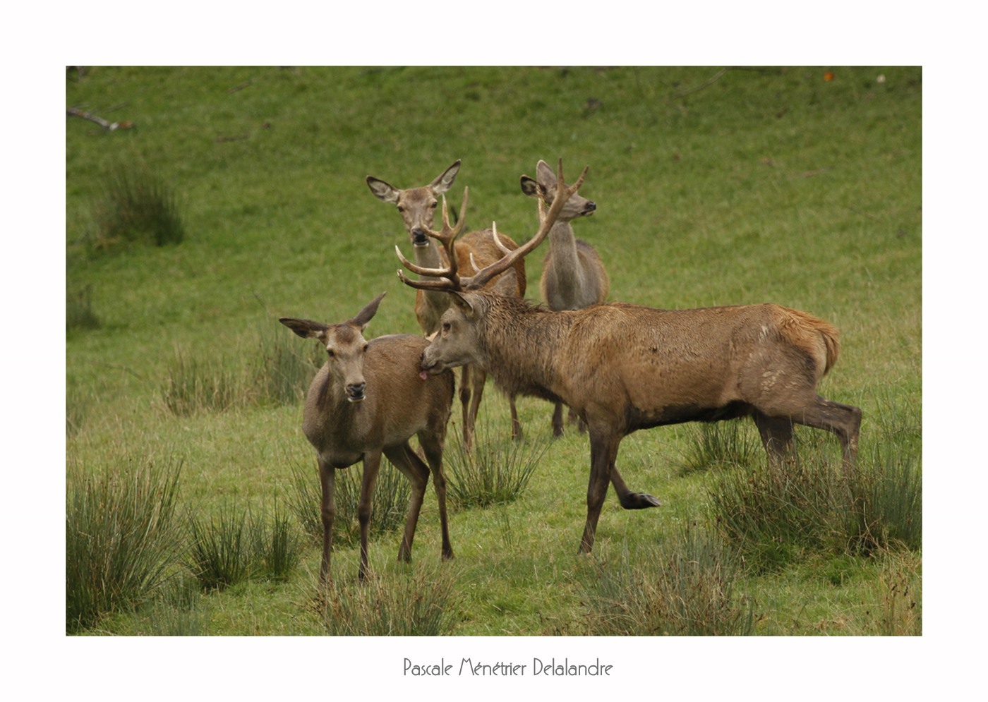 Dans la clairière, ils sont là les Cerfs et biches élaphe
