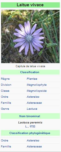 Laitue vivace (Lactuca perennis)