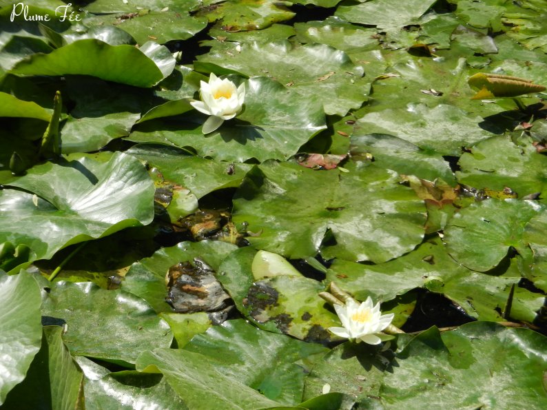 Image005.jpg