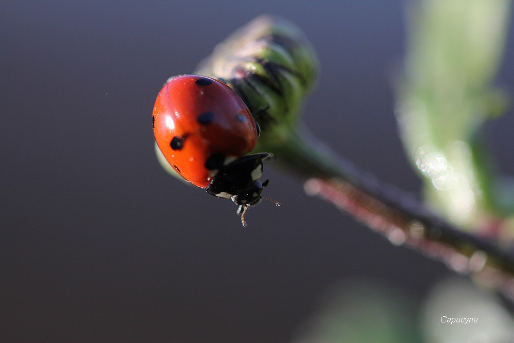 Sortie coccinelle