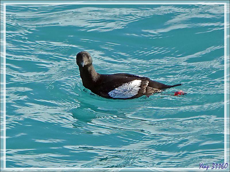 Un peu de "birdwatching" (observation d'oiseaux) le long du Glacier Bråsvell (Bråsvellbreen) - Calotte glacière Austfonna - Nordaustlandet Island - Svalbard - Norvège