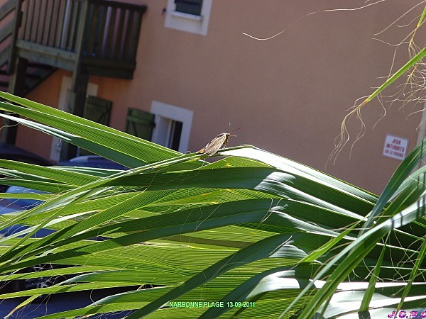 NARBONNE-PLAGE--13.09.2011-002.jpg