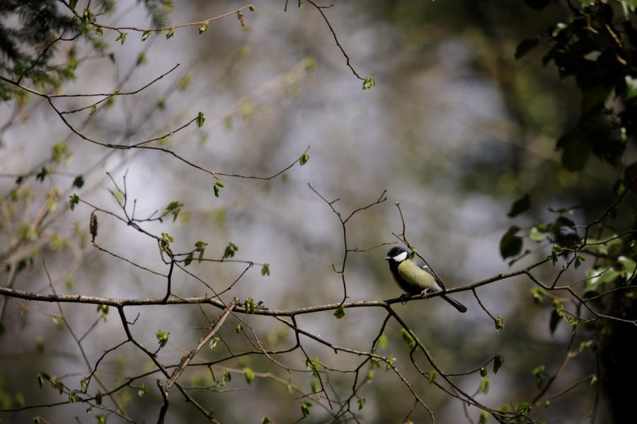mésange charbonnière