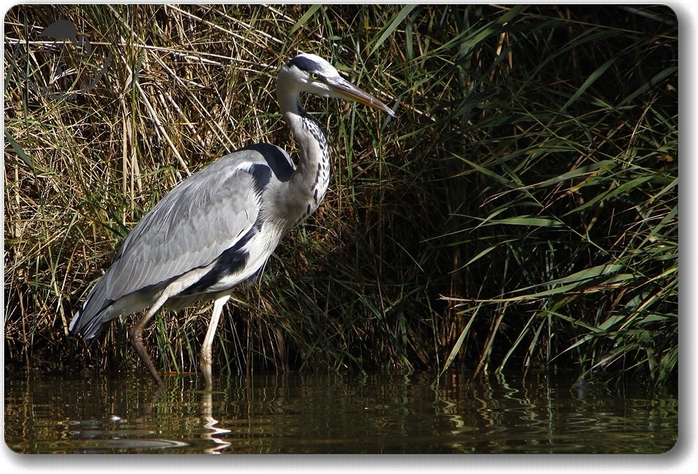 Héron cendré (Etang du Prévost - Hérault)