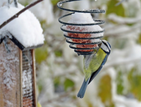 Durant le jour de neige de novembre à Châtillon, les oiseaux ont eu faim !